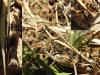 Calliptamus sp.